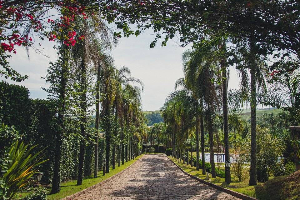 Alameda de palmeiras do Hotel Spa Villa D'Ângelo